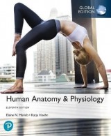 Human Anatomy & Physiology, Global Edition (Paperback, 11th edition)